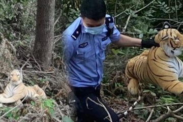 民眾嚇壞：「有老虎在樹叢中！身長180公分！」員警緊張對峙半小時　最後單手抓走…
